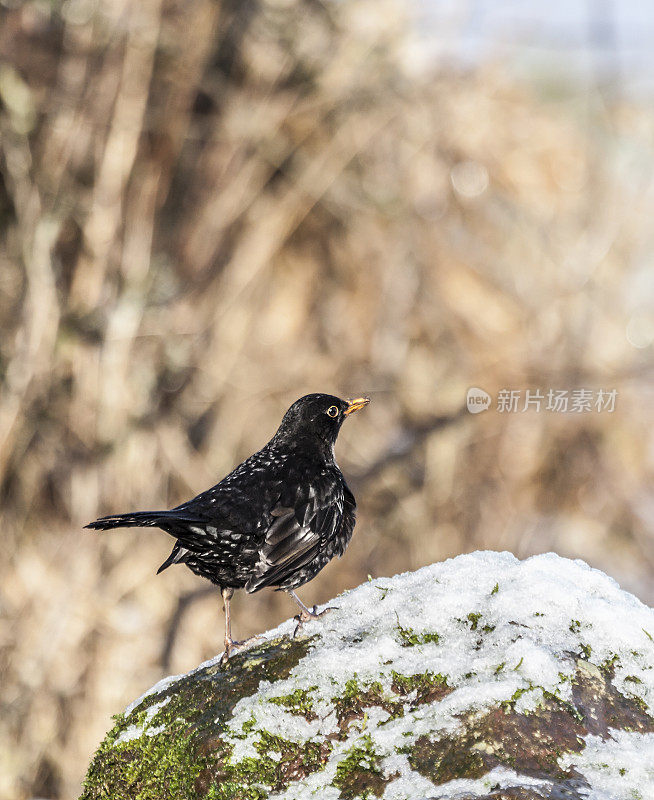 美丽的标记白化黑鸟，Turdus merula，在雪地上